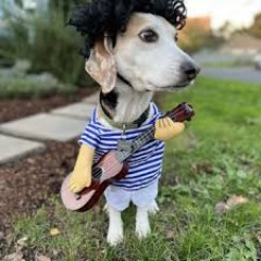 24 Hour Dog Boarding Mt. Tabor's profile picture